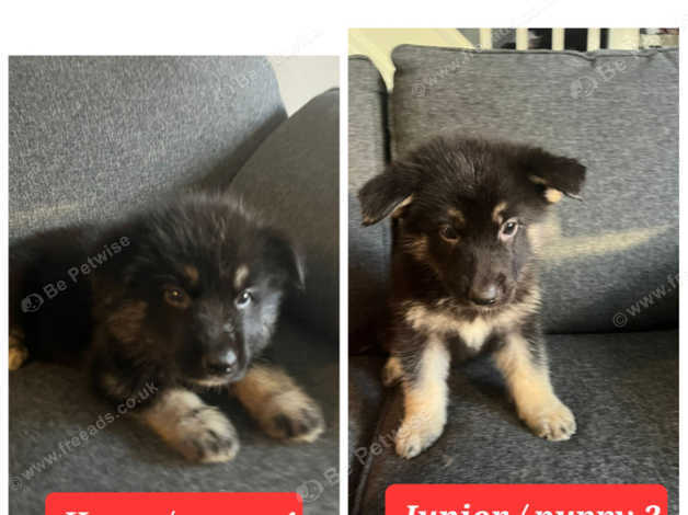 Shepsky for hot sale sale