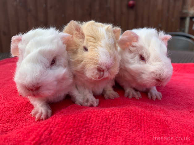 Lunkarya guinea best sale pig for sale