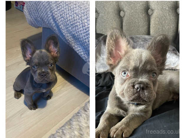 Fozzy the fluffy store frenchie