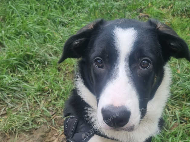 Border collie best sale 5 months