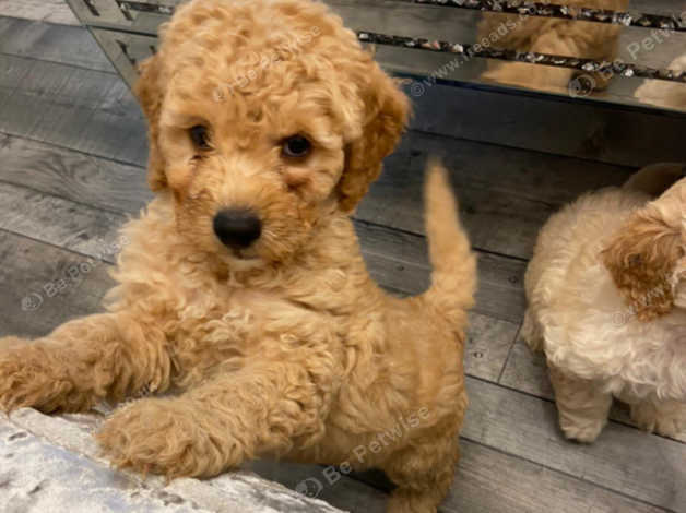 Cockapoo puppies best sale for sale teesside