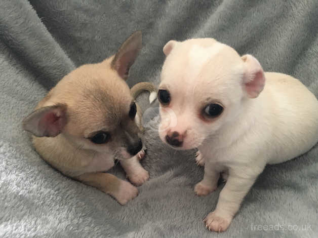 23+ Chihuahua Puppies For Sale Uk