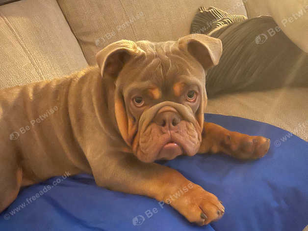 11 month sale old english bulldog