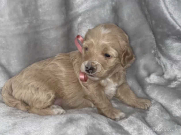 Cotonoodle puppies deals for sale