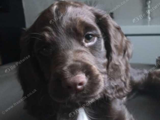 Chocolate working cocker store spaniel for sale