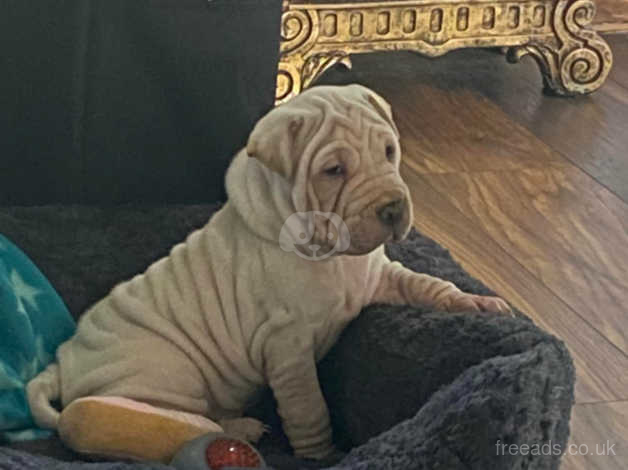 Shar pei hot sale american bulldog