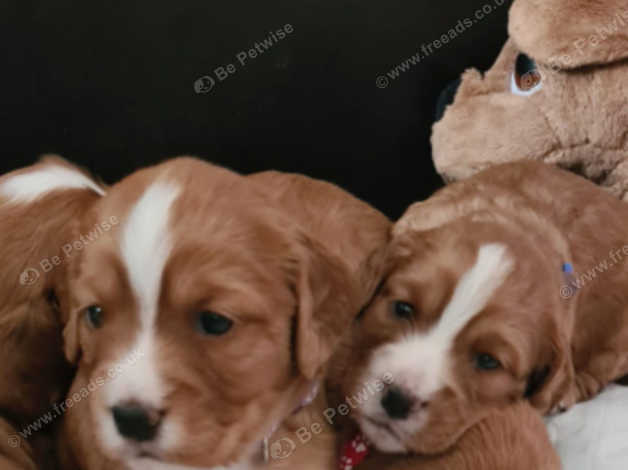 Fox red cocker spaniel puppies store for sale