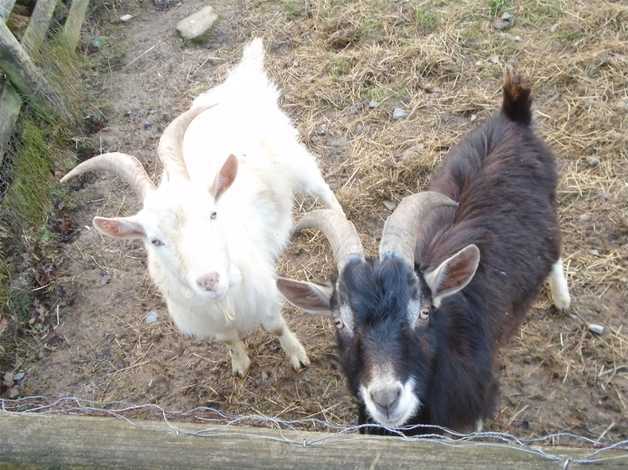 Image result for two billy goats