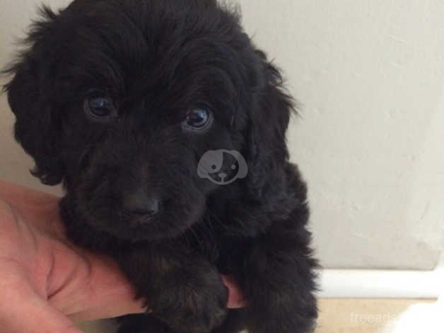 cockapoo puppies for sale in north yorkshire