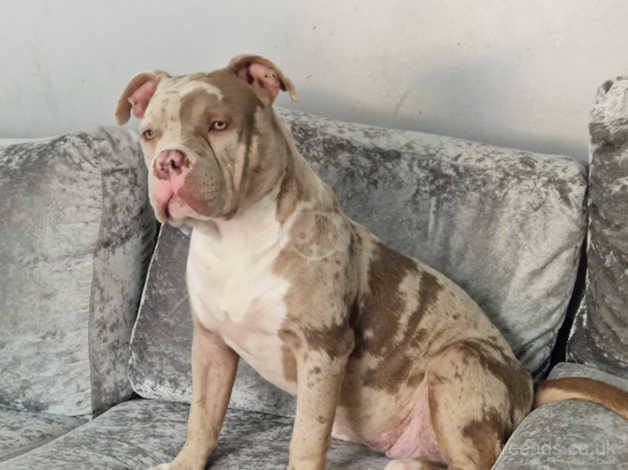 Xl merle deals bully for sale