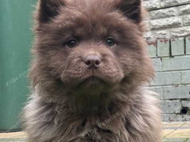 Chocolate chow chow puppy sale