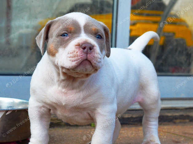 Blue merle bully puppies best sale for sale