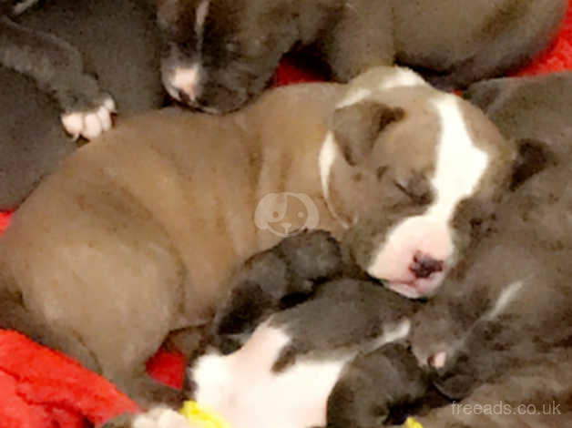 Blue Tri Pocket Bully Boy in Rotherham S62 on Freeads Classifieds -  American Bully classifieds