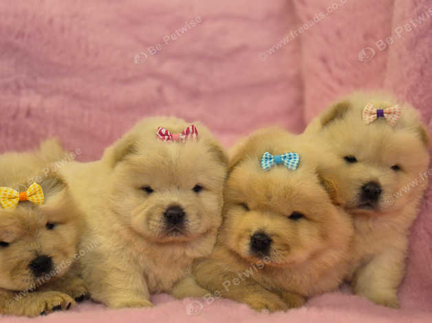 Pom chow puppies best sale