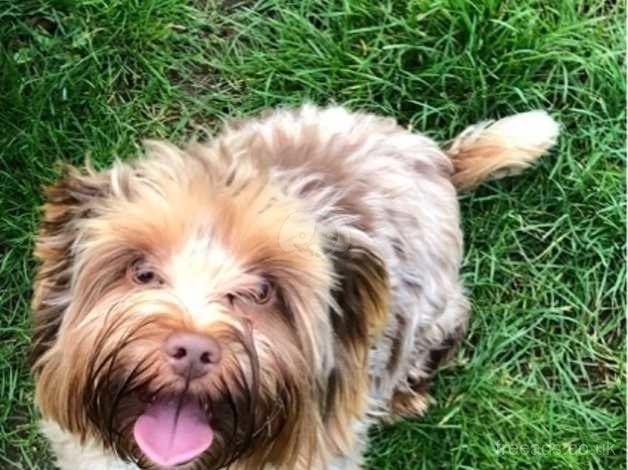 Choco merle hotsell yorkshire terrier