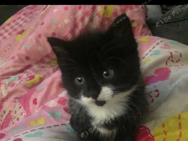 Stunning Kittens For Sale In Camden Nw6 On Freeads Classifieds