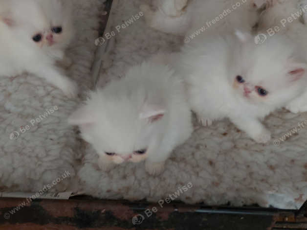 Baby persian kittens for sales sale