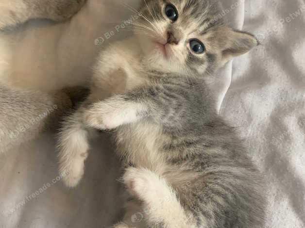 British Shorthair Cross Kittens in Batley WF17 on Freeads Classifieds ...