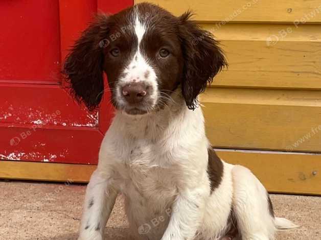 3 month old springer hot sale spaniel