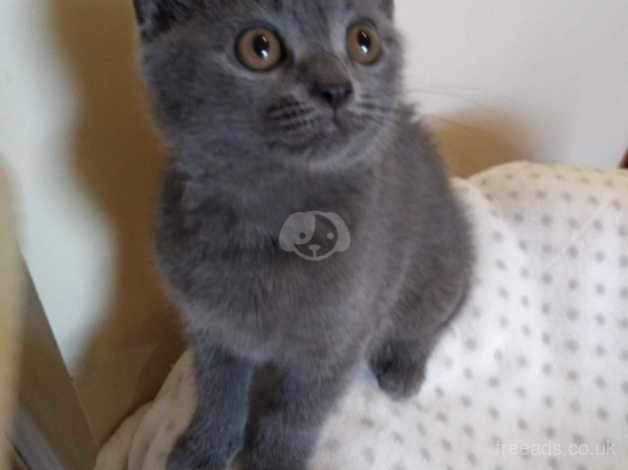 Stunning Russian Blue Kitten British Shorthair Kitten In