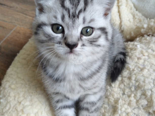 **reduced Price** Bsh Silver Classic Tabby Kittens Need Forever Homes ...