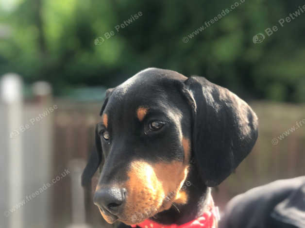 Kennel club dobermann hot sale puppies