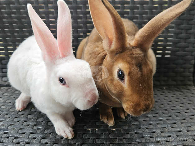 White cheap mini rex