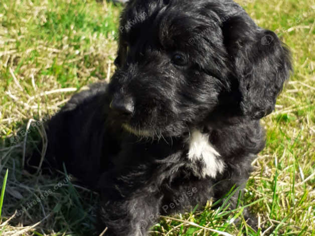 border collie x miniature poodle