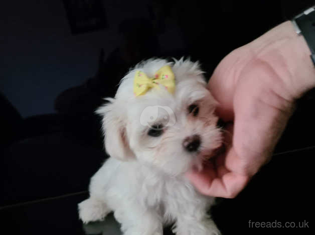 Free maltese hot sale puppies for sale