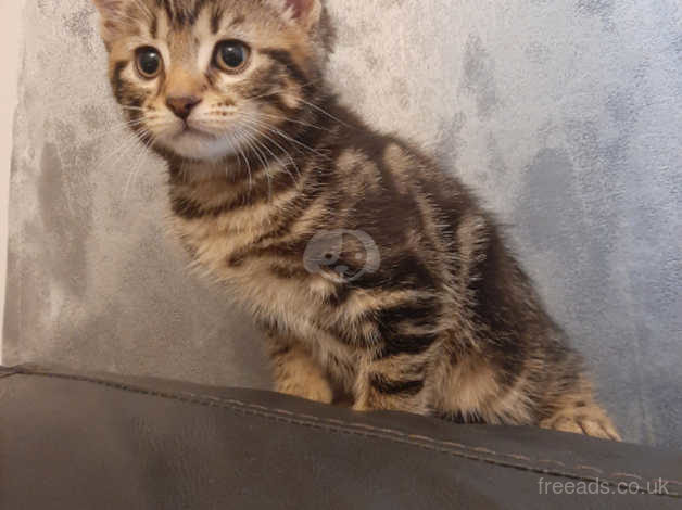 Bengal tabby hot sale mix kittens