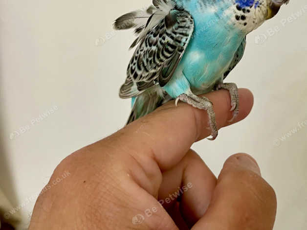 Japanese budgerigar best sale