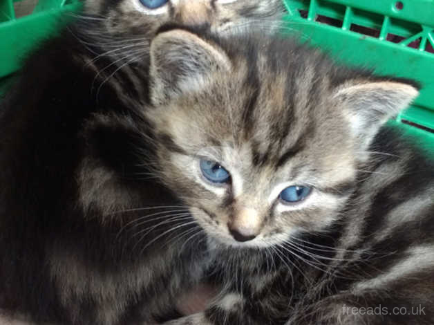 Adorable Little Kittens For Sale In Northampton Nn6 On Freeads Classifieds Mixed Breed Classifieds