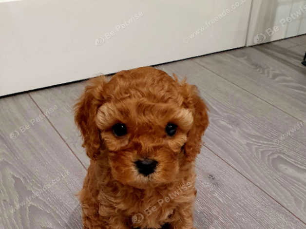 Ruby sales red cavapoo