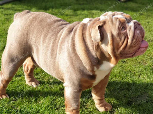 English bulldog best sale studs near me