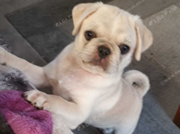 Kc registered pug puppies best sale for sale