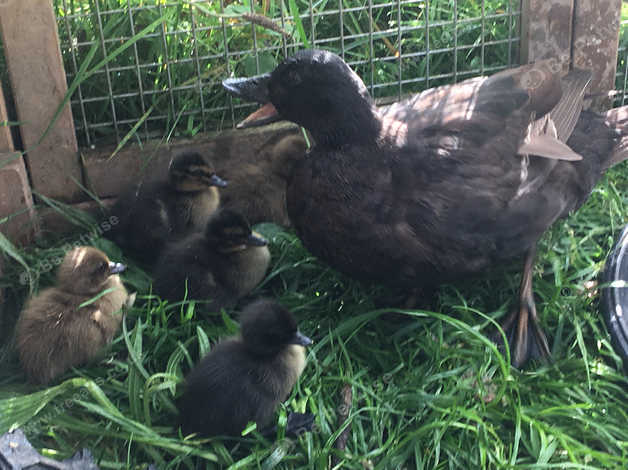 Beautiful Black Call Duck And Her 5 X One Day Old Ducklings. in Exeter ...