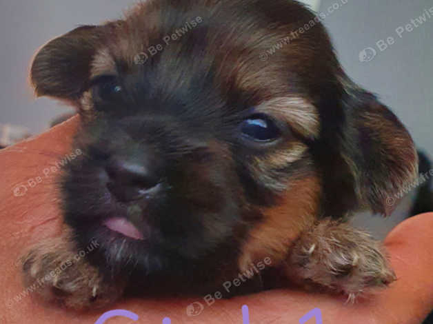 Shih tzu dachshund outlet mix puppies for sale