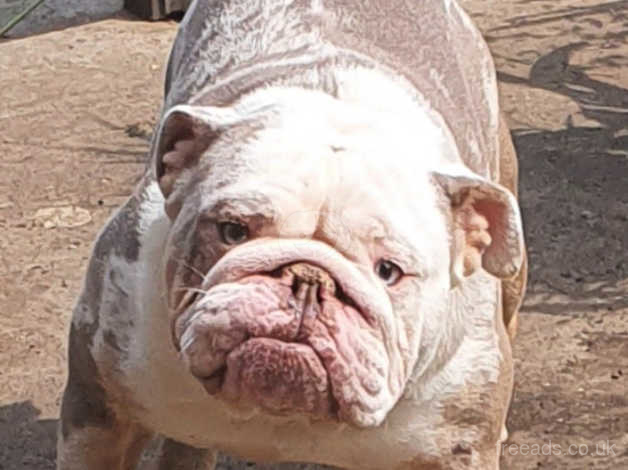 Tri merle english bulldog hotsell for sale