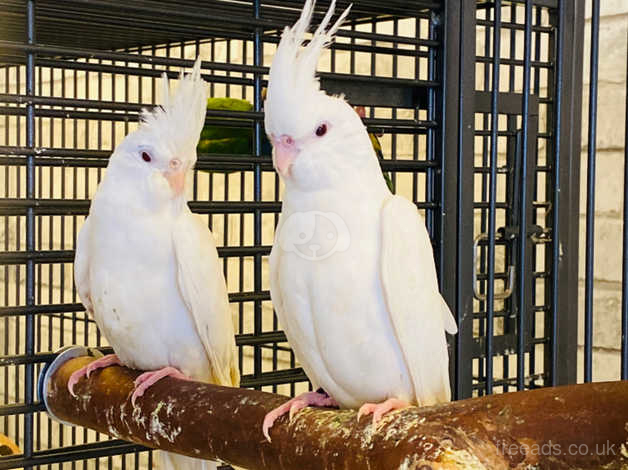 lutino cockatiel pair