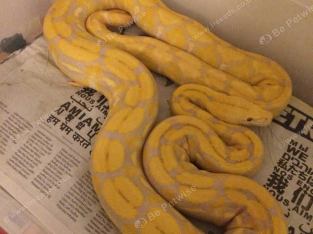 Snake & Reptile Adoption in Hounslow TW7 on Freeads Classifieds - Other