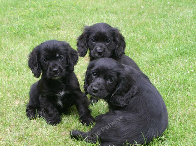 Cocker Spaniel X Cavalier King Charles In Market Harborough Le16