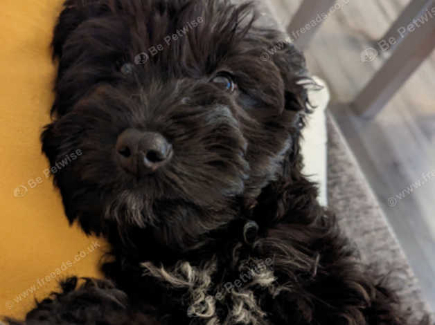 Cockapoo 4 hot sale months