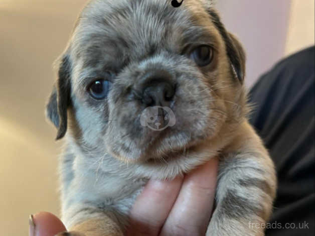 Merle pug best sale