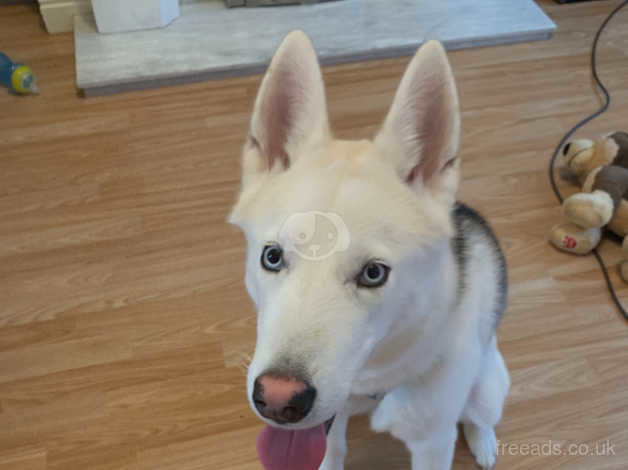 8 month old siberian husky