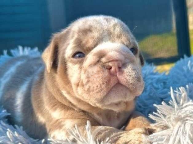 Blue nose hot sale english bulldog