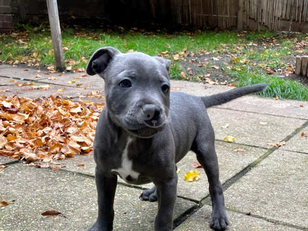 Blue clearance staffy puppy