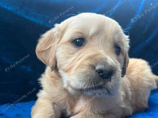 Gorgeous Kc Golden Retriever Puppies For Sale in Richmond on Freeads ...