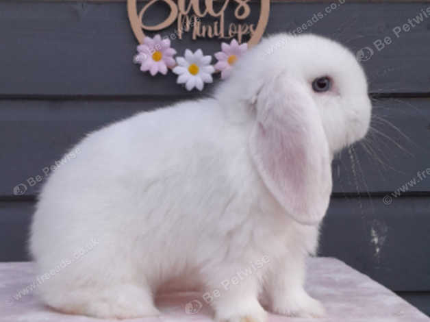 Purebred mini hot sale lop rabbits