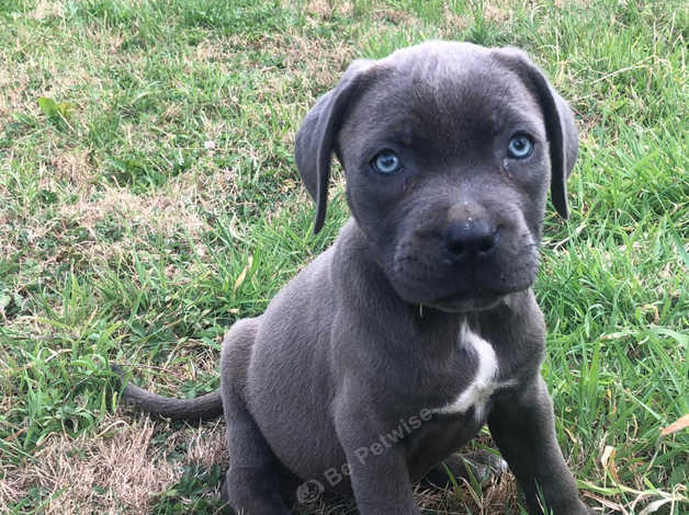 Stunning Cane Corso Puppies Ready For New Homes in Havering RM5 on ...