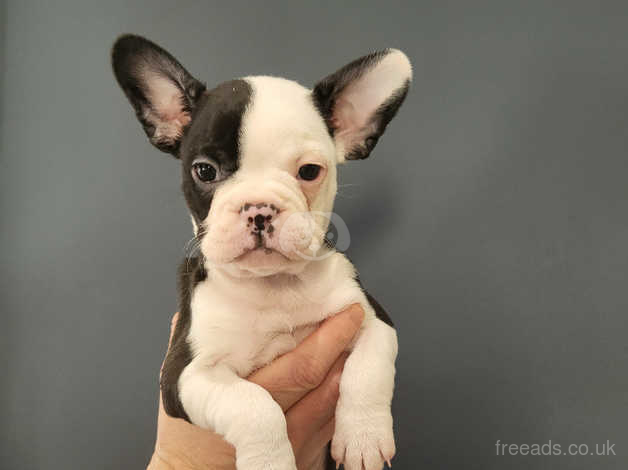 Boston terrier x sales bulldog